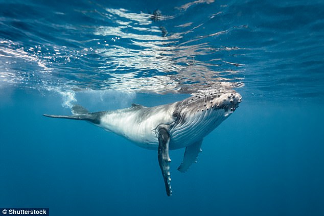 科学新发现：蓝鲸因为海洋噪音自主降低发声频率 (图1)
