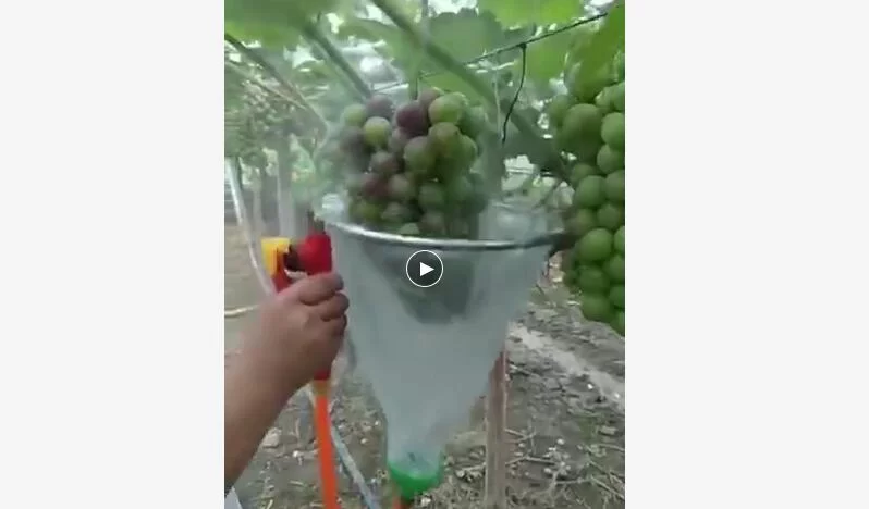 葡萄变色依赖喷药催熟? 专家:安全性没问题 但难免“好看不好吃”(图1) 葡萄变色依赖喷药催熟? 专家:安全性没问题 但难免“好看不好吃”(图1)