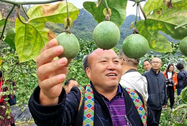 用有温度的作品助力脱贫攻坚——广西、百色两级文联组织作家赴隆林采风侧记(图10)