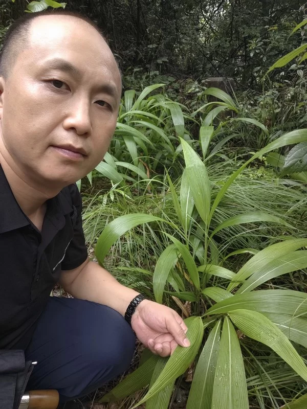 龙橓在青城山中辨识药草