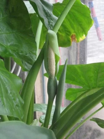 伤口接触滴水观音会致死？缺乏明细的证据(图1)