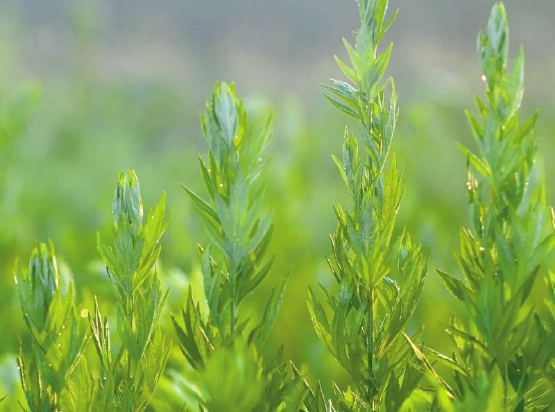 又闻端午艾草香 成都老人:辛苦一年只卖两天(图2) 又闻端午艾草香 成都老人:辛苦一年只卖两天(图2)