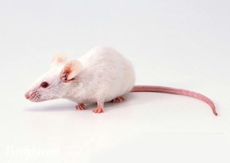关于“科学功臣”小白鼠 你知道多少？(图1)