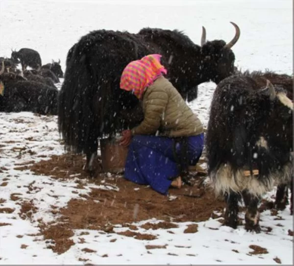 美丽中国：羌塘草原 万类霜天竞自由(图2)