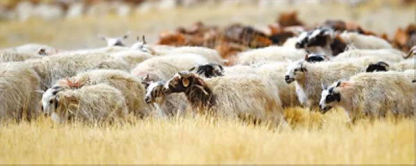 美丽中国：羌塘草原 万类霜天竞自由(图3)