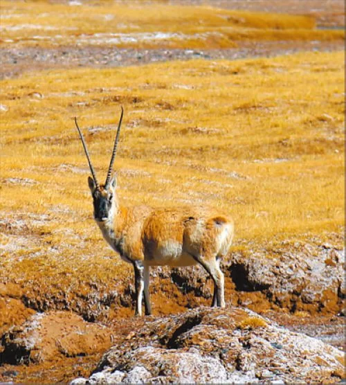 美丽中国：羌塘草原 万类霜天竞自由(图4)