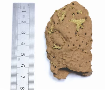 揭秘成都挖掘的首个白蚁蚁后“王台”:宛若贝壳(图1) 揭秘成都挖掘的首个白蚁蚁后“王台”:宛若贝壳(图1)