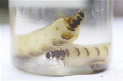 揭秘成都挖掘的首个白蚁蚁后“王台”:宛若贝壳(图2) 揭秘成都挖掘的首个白蚁蚁后“王台”:宛若贝壳(图2)