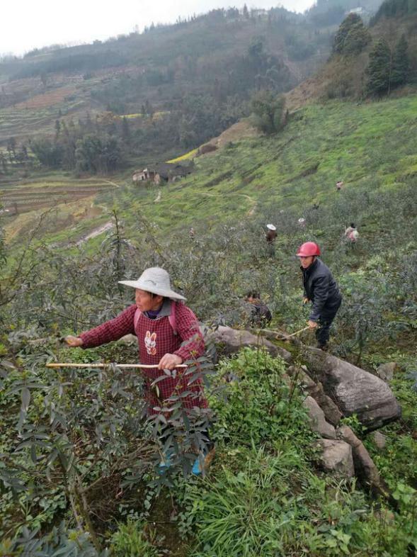 花椒种植户在田间地头打理施肥