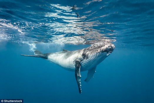 科学新发现：蓝鲸因为海洋噪音自主降低发声频率 