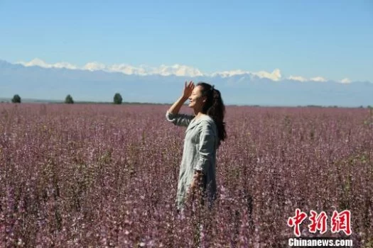 新疆昭苏高原“紫色花海”惊艳绽放惹人醉