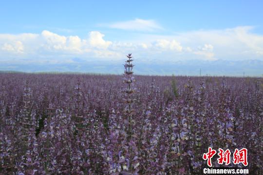 新疆昭苏高原“紫色花海”惊艳绽放惹人醉(图2)