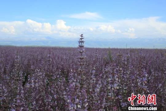 新疆昭苏高原“紫色花海”惊艳绽放惹人醉(图2)