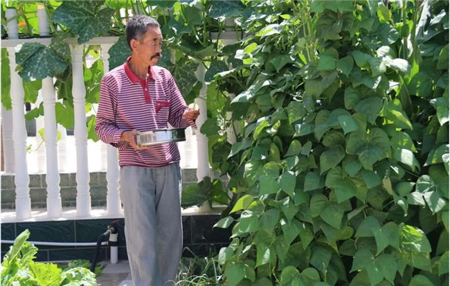 陕西榆阳:创新机制抓脱贫 开拓新路奔小康(图1) 采摘