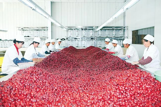 “农”墨重彩 大地生金——陕西榆林农业现代化水平全面提升(图4) 陕西榆林农业现代化水平全面提升