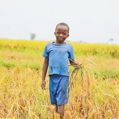 中国援助布隆迪杂交水稻刷新非洲记录,赢得当地民众信任(图2) 中国援助布隆迪杂交水稻刷新非洲记录,赢得当地民众信任(图2)