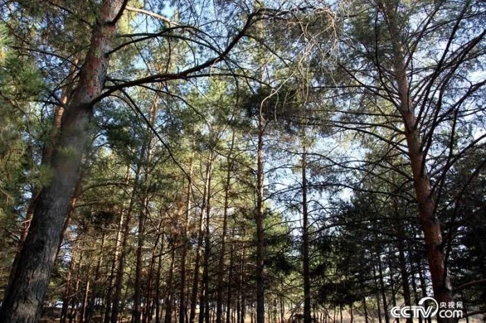 从“沙进人退”到“人进沙退” 探寻榆林治沙成功秘诀(图4) 从“沙进人退”到“人进沙退” 探寻榆林治沙成功秘诀(图4)