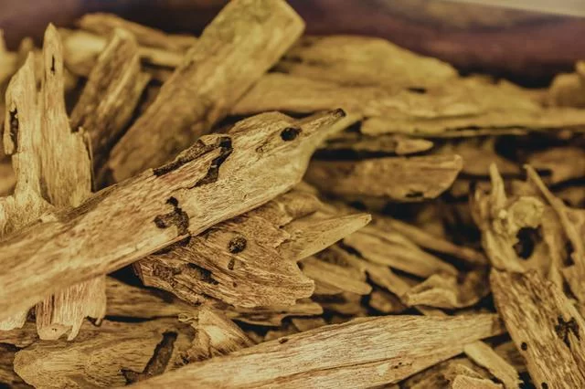 何等痴情,二十年栽下百万棵莞香树(图2) 何等痴情,二十年栽下百万棵莞香树(图2)