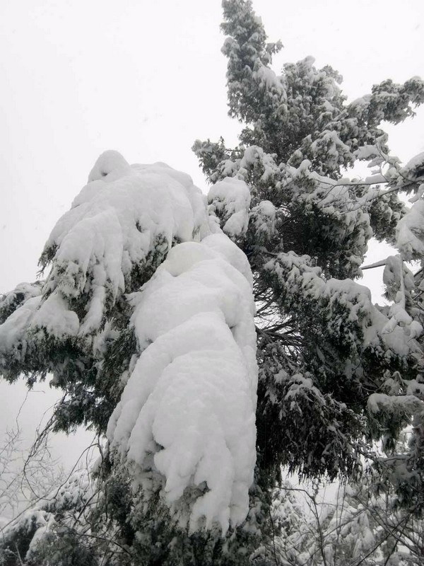 龙顺：在风雪中屹立(图2)