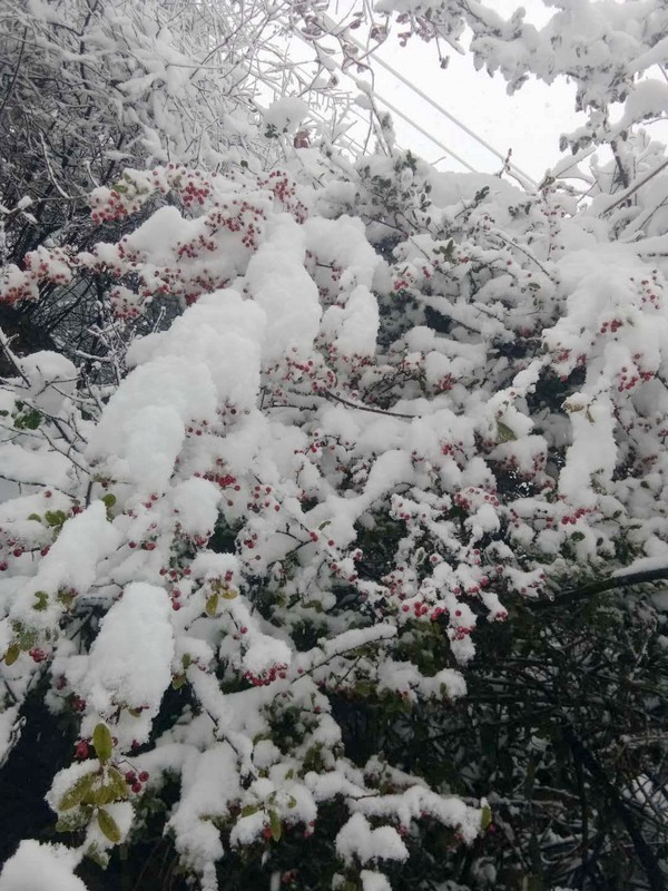 龙顺：在风雪中屹立(图1)