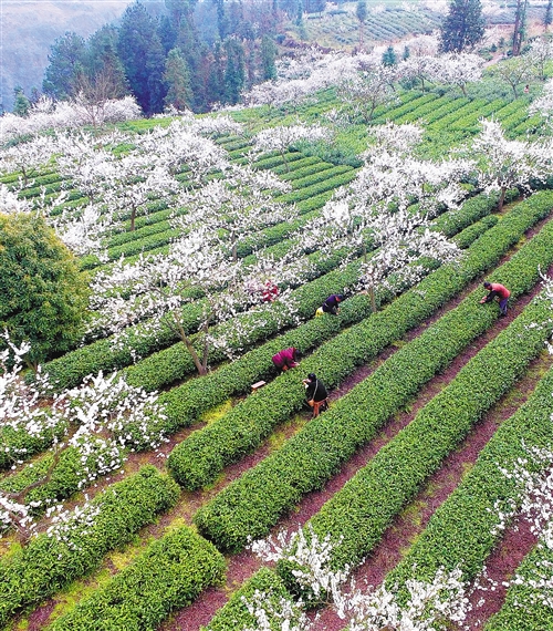 全国脱贫攻坚形势分析：这场历史性决战一定能如期打赢(图1)