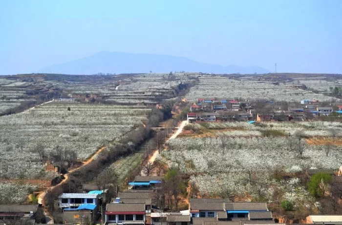 山西运城市2020“花开河东 乐游运城” 美丽乡村百花节启动(图5) 山西运城市2020“花开河东 乐游运城” 美丽乡村百花节启动(图5)