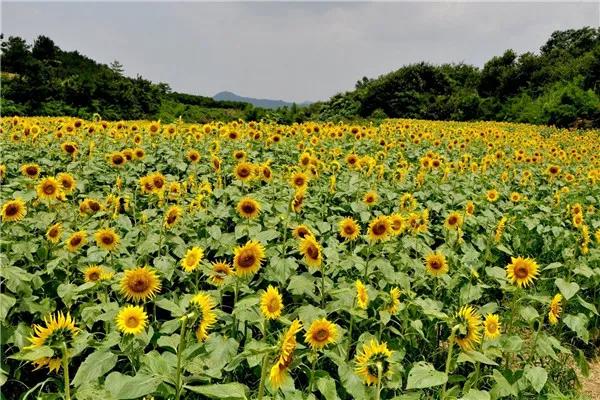 春暖花开 疫情尽散 春游去吧！(图3)