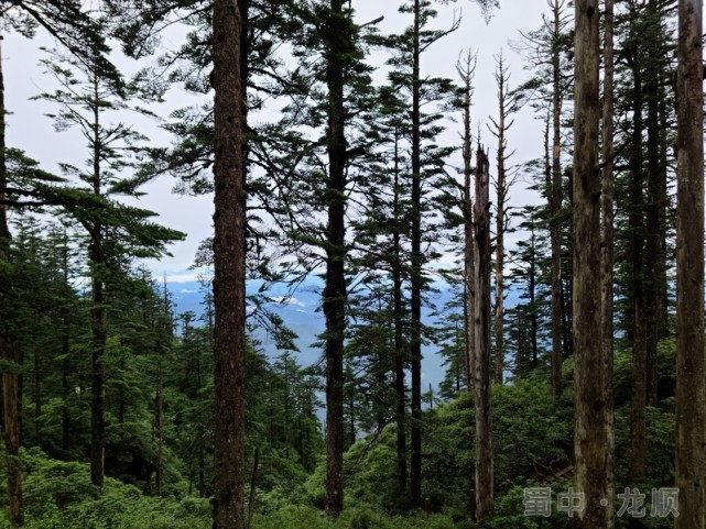 龙顺：蜀山有“仙”，我在亚洲最大桌山瓦屋等你(图4)