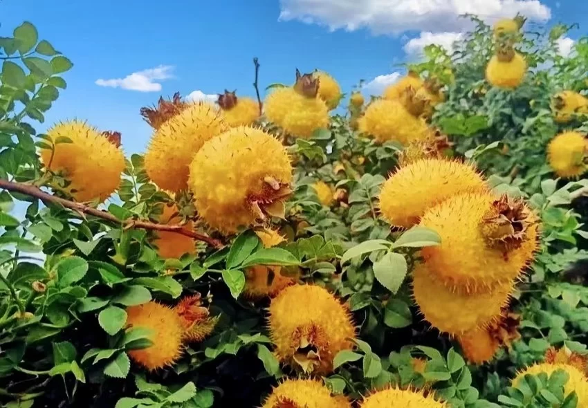 【酿造工艺】刺梨果深加工果汁和果酒新工艺(图1) 微信图片_20241004145838.jpg