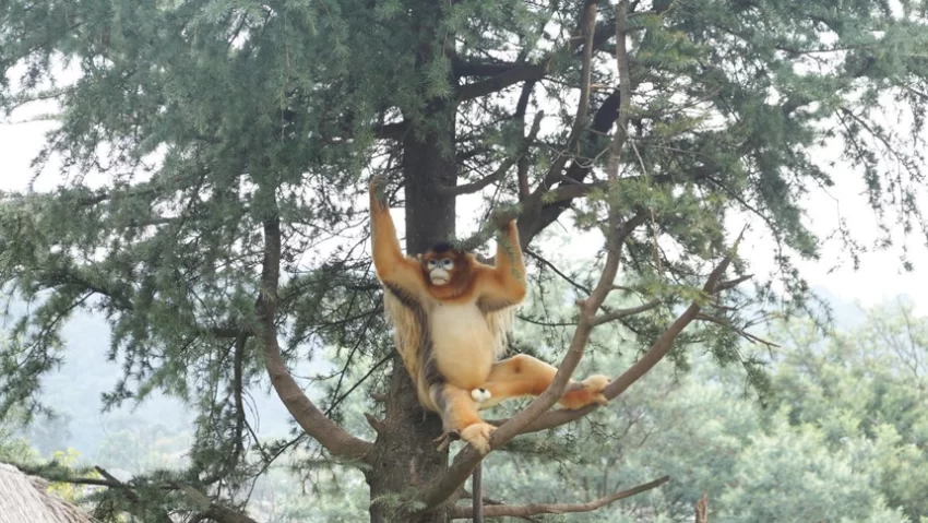 “聪明游”如何提供旅游新体验？(图3)